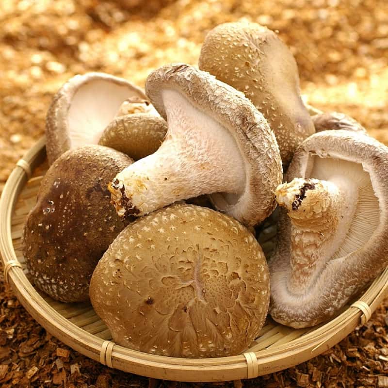 きのこの種類一覧｜食用10種の特徴・選び方・使い分けを解説