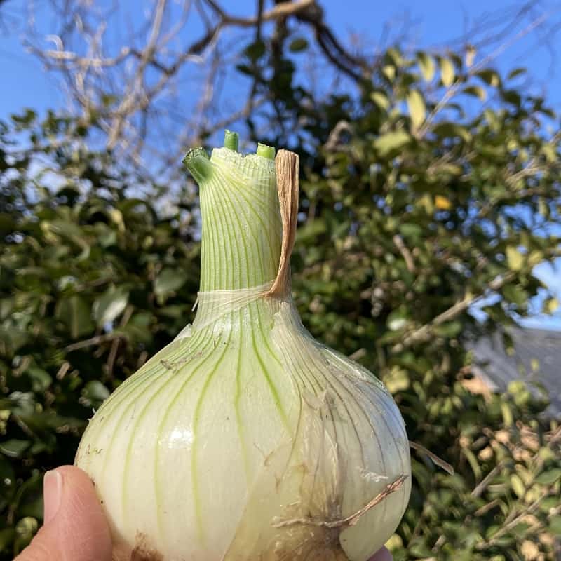 玉ねぎの種類と選び方｜料理別の使い分けと保存のコツ 